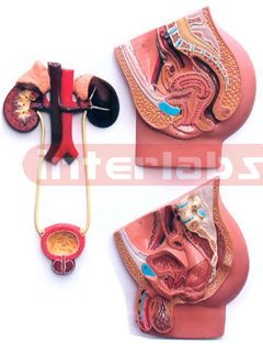 HUMAN MALE AND FEMALE UROGENITAL MODEL